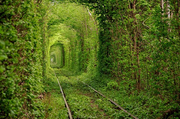 Beautiful-Train-Tree-Tunnel_2
